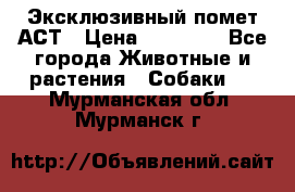 Эксклюзивный помет АСТ › Цена ­ 30 000 - Все города Животные и растения » Собаки   . Мурманская обл.,Мурманск г.